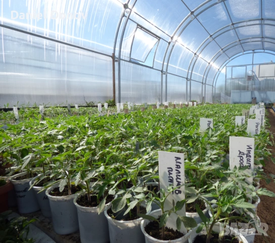 МАЛИНОВ ГИГАНТ + още над 150 сорта домати, снимка 2 - Разсади - 53760174