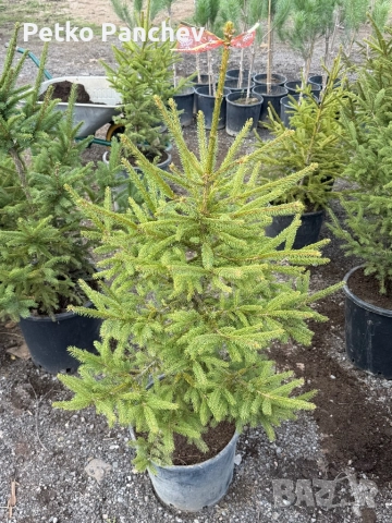 Смърч и Ела 