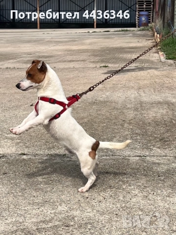 Продавам Джак Ръсел Териер, снимка 8 - Джак ръсел териер - 52775604