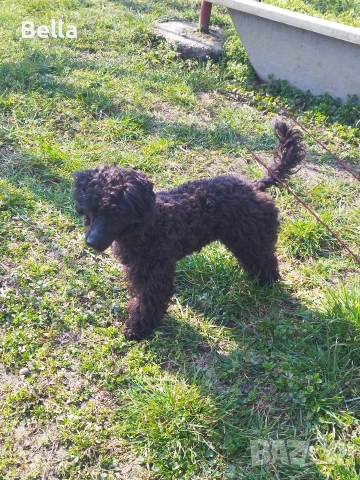 Мини пудел , снимка 2 - Пудели - 54131695