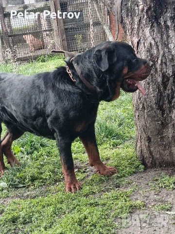 Ротвайлер мъжки , снимка 8 - Ротвайлер - 54082927