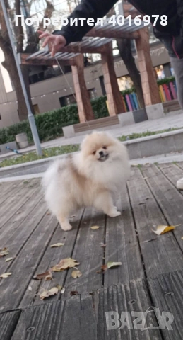 Померан Момче с Родословие FCI, снимка 5 - Померан - 53691460