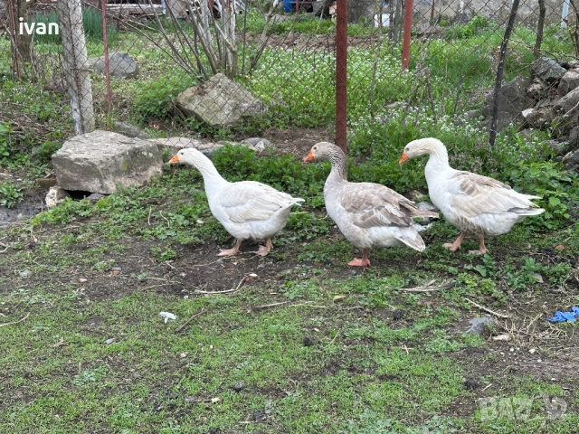 Патици Каюги , снимка 7 - Патици и гъски - 53903453