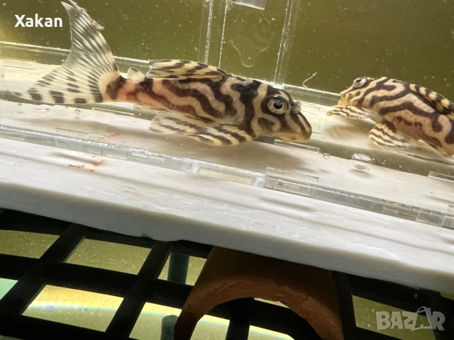 L 401- 2 женски, снимка 11 - Рибки - 49300336