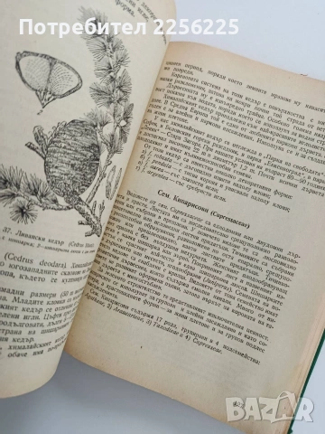 Декоративна дендрология, снимка 4 - Специализирана литература - 53822646