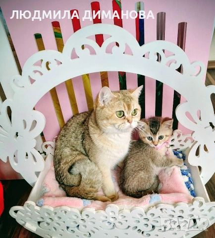 Шотландско мъжко златна чинчила. , снимка 8 - Британска късокосместа - 53707101