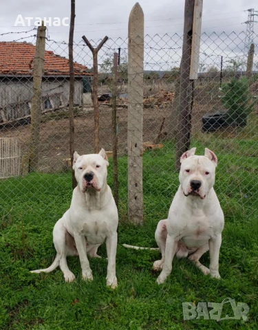 Чистокръвни Дого Аржентино, снимка 5 - Дого аржентино - 53442000