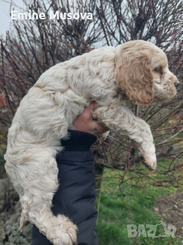 Кокер лагото