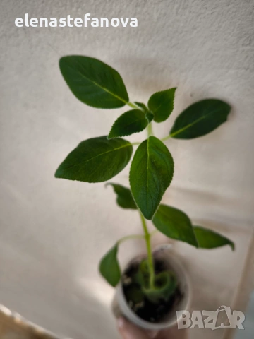 Комплект от 4 сортови колерии: Flashdance, Marta, Amabillis и Ni's Evelina, снимка 6 - Стайни растения - 53780958