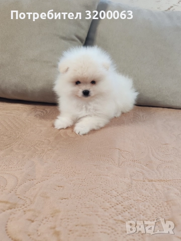 Померан мини мъжко , снимка 2 - Померан - 52878318