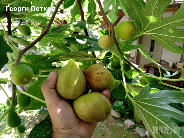 Смокини в кофичка. , снимка 5 - Градински цветя и растения - 51632728