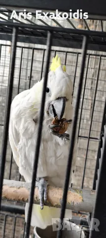 Sulfur crested cockatoo , снимка 4 - Папагали - 48281058