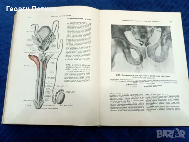 Атлас анатомии человека -1947 год. , снимка 8 - Чуждоезиково обучение, речници - 49738944