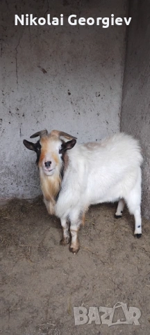 Излишни холандски мини кози мъжки и женски!!!