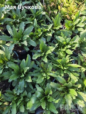 Комплект 4бр маргарита, снимка 6 - Градински цветя и растения - 53060131