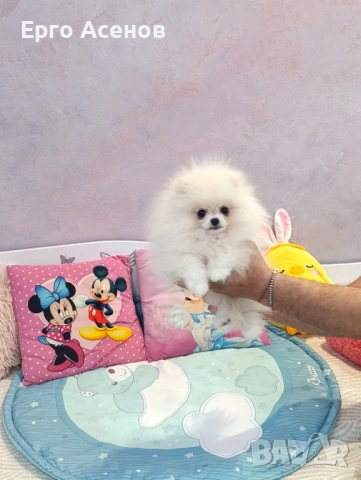 Мини померан на три месеца