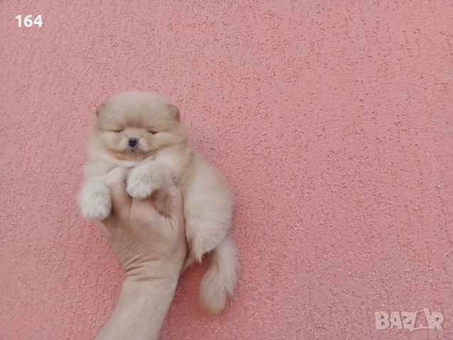Мъжки Померан. Реални , снимка 6 - Померан - 52670057