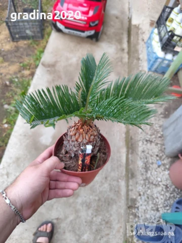 ЦИКАС, снимка 4 - Разсади - 48406396