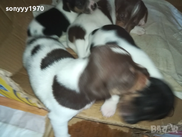 ДЖАК РЪСЕЛ-250ЛВ ЗА БРОЙ 0409251453, снимка 11 - Джак ръсел териер - 51605105