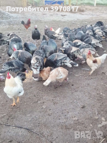  пуйки , снимка 2 - други­ - 52812808