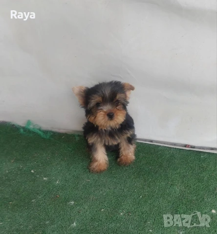 Йоркширски териер , снимка 4 - Йоркширски териер - 48370769