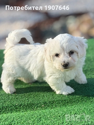 Малтийска булонка, снимка 2 - Болонка - 53531034