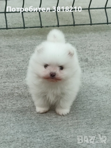 померан момченце