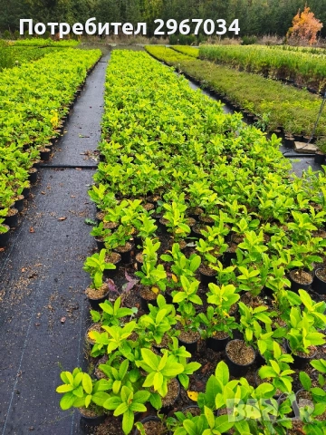 лавровишна 