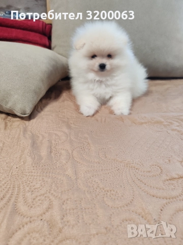 Померан мини мъжко , снимка 7 - Померан - 52878318