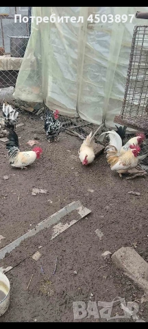 Декоративни петлета, снимка 2 - Кокошки и пуйки - 54032549