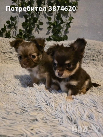 чихуахуа момченца , снимка 2 - Чихуахуа - 53389470