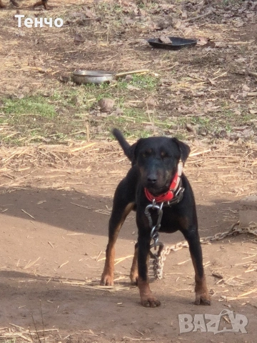 мъжки ягдтериер, снимка 4 - Ягдтериер - 53508238