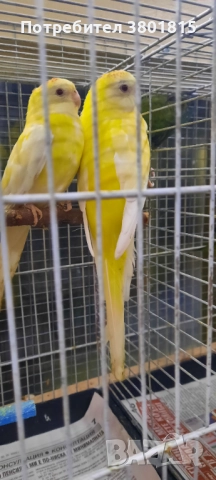 Пойни папагали 