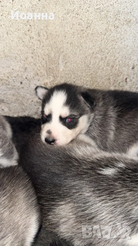 Чистокръвни хъскита