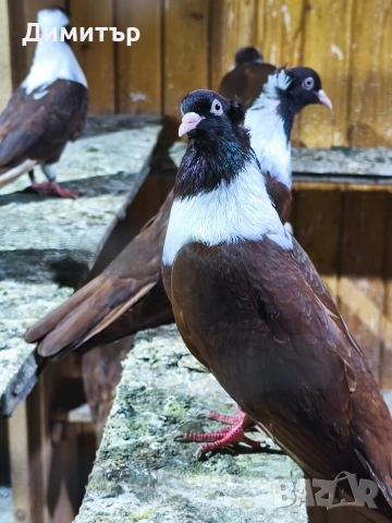 5 чифта Чирпански гълъби , снимка 3 - Гълъби - 52946232