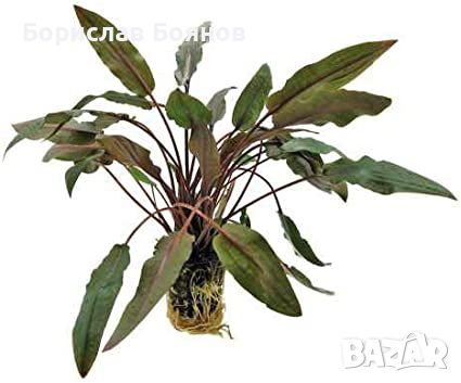 Cryptocoryne Wendtii brown / Криптокорина Вендти кафява, снимка 1 - Други - 46767342