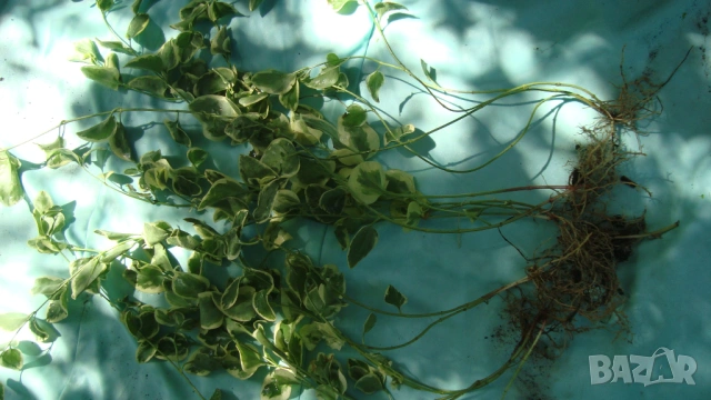 Голяма пъстролистна винка (Vinca major variegata), снимка 2 - Градински цветя и растения - 54162306