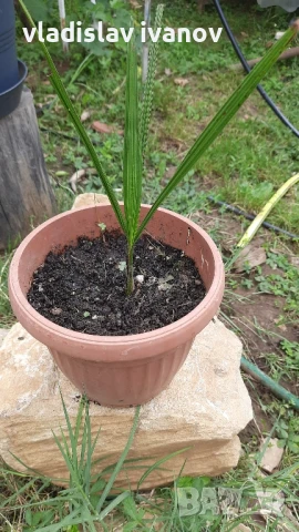 палма бутия одората, снимка 1