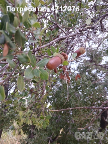 семена от каменен дъб , снимка 2 - Сортови семена и луковици - 53201684