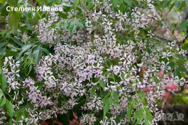 Хималайска мелия (Melia azedarach), снимка 2 - Градински цветя и растения - 51468561