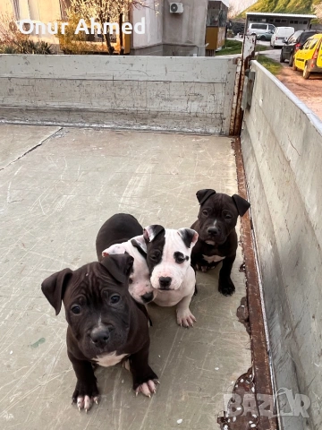 Питбули, снимка 11 - Питбул - 53784911