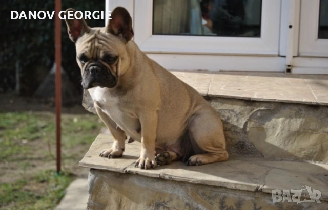 Френски булдог-кученца