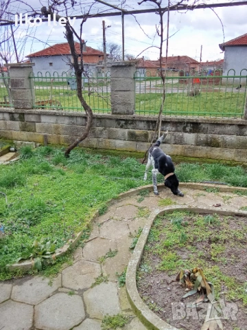 Подарявам куче на осем месеца.Майка Круцхаар,баща бордън коли.Ваксинирано., снимка 4 - Дратхаар - 53633175