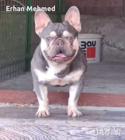 Френски булдог , снимка 3 - Френски булдог - 52771158