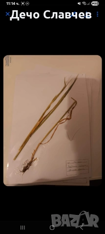 Хербарии за ЛТУ или друг университет , снимка 13 - Ученически пособия, канцеларски материали - 54224038