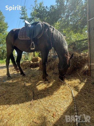Ездитна кобила Марта, снимка 14 - Коне - 51464803