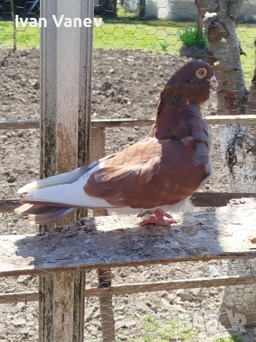 чайка, снимка 3 - Гълъби - 53845613