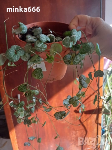 Вариегатна церопегия