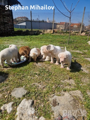 Подарявам кученца , майка дого аржентино