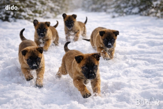 Продавам белгийски овчарки/малиноа